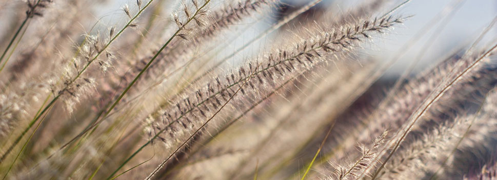 Blühende Pflanze als Symbol für Allergien
